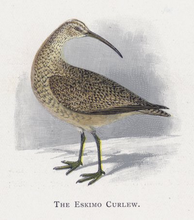 The Eskimo Curlew by Alexander Francis Lydon